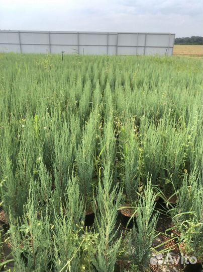 Хвойные растения