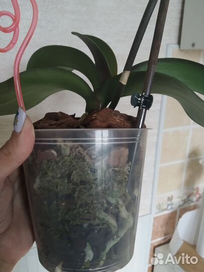 Орхидея фаленопсис