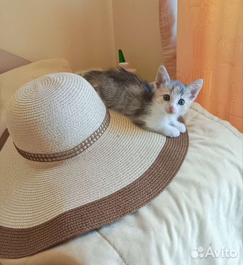 Крымская степная кошка