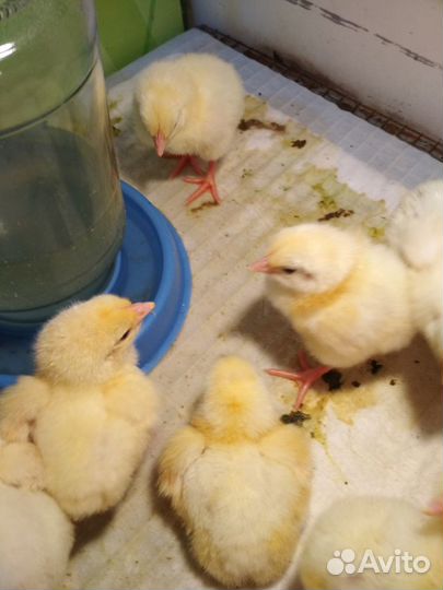 Цыплята