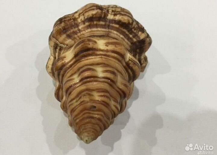 Морские ракушки раковины