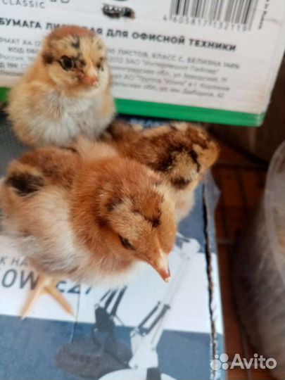 Цыплята Шолковых