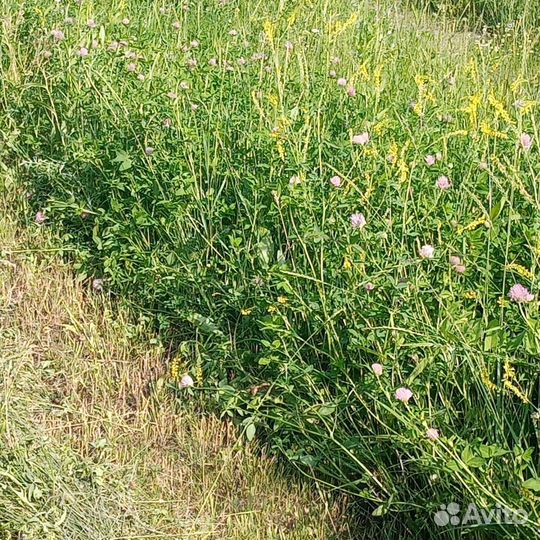 Сено продажа, обмен