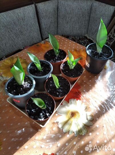 Сансевиерия Муншайн