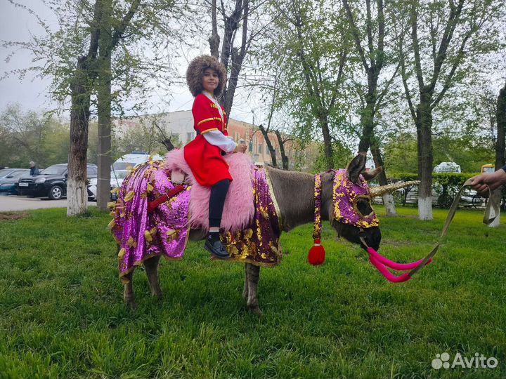 Продаю ослицу