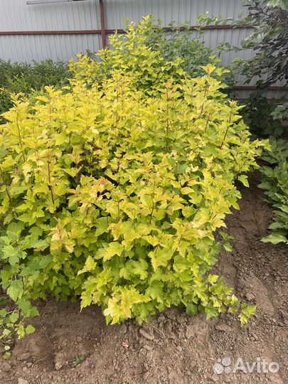 Пузыреплодник, лапчатка