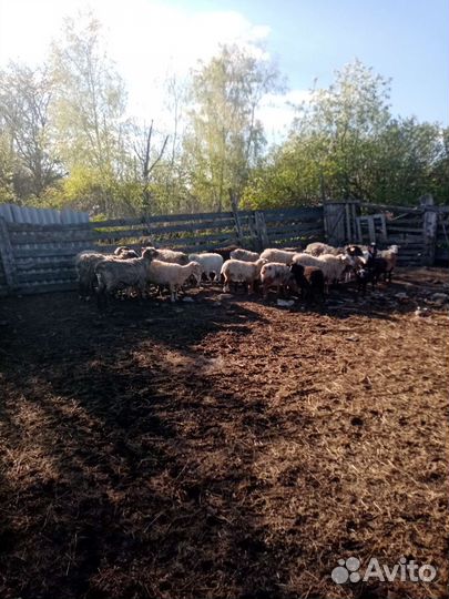 Молодые свиньи и бараны