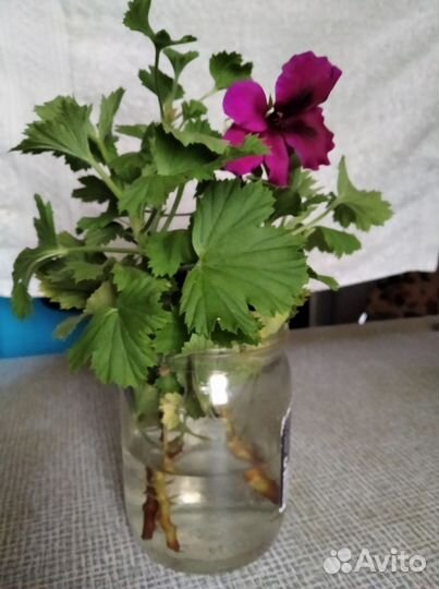 Пеларгония герань