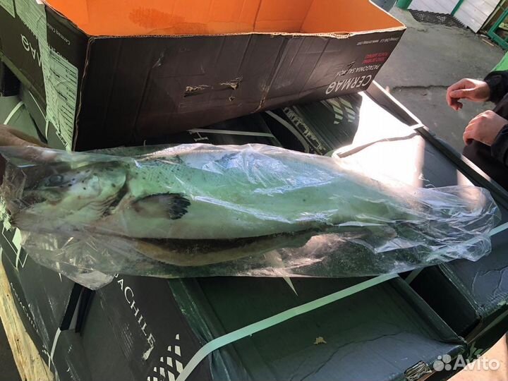 Семга (лосось) тушка