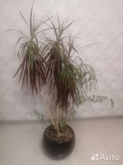 Пальма драцена