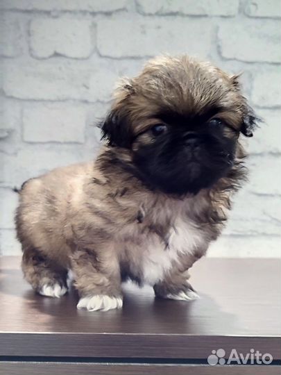 Щенки пекинеса