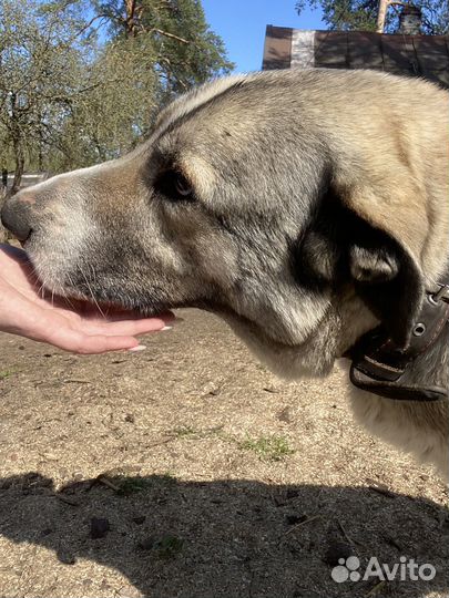 Собака в добрые руки