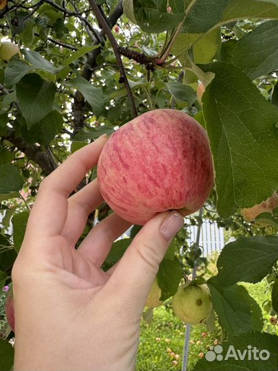 Яблоки домашние