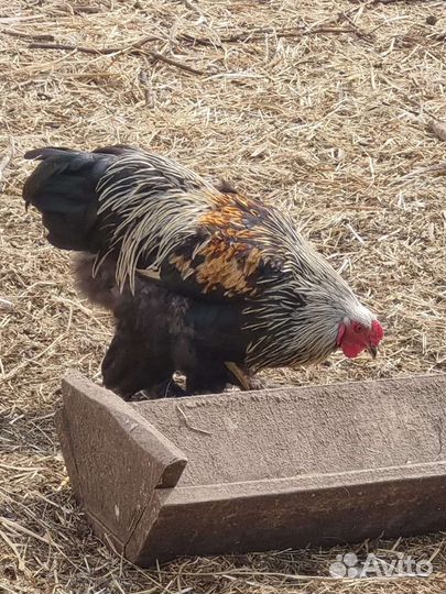 Петух брама, курицы брама