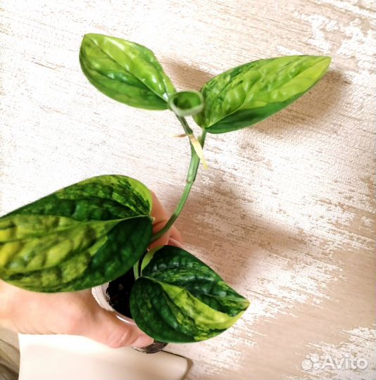 Монстера Карстенианум вариегатная