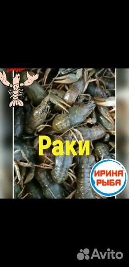 Раки