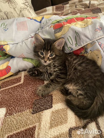 Котенок, мальчик