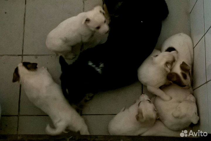 Крутые -дворняжки