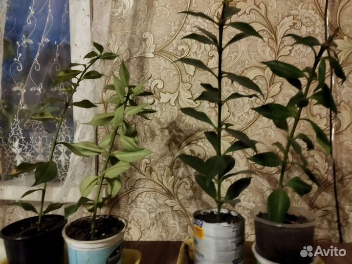 Эсхинантус