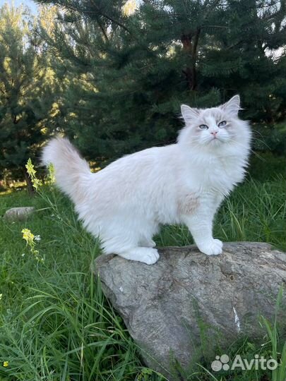 Невская маскарадная кошечка с документами