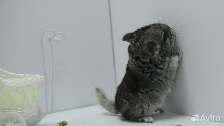 Шиншилла девочка