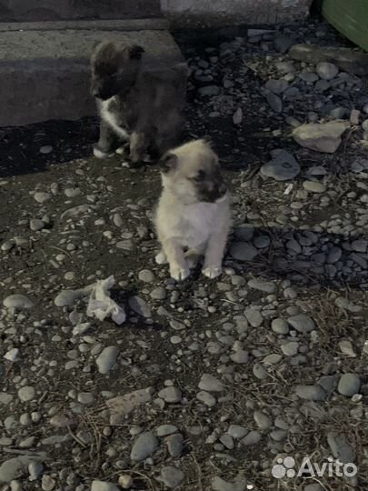 Щенята Лайки