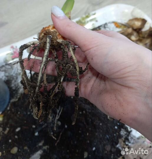 Амариллис (Гиппеаструм) Дэнсинг Квин