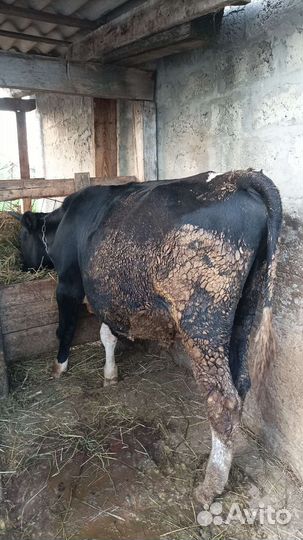 Продам Бычков и телята