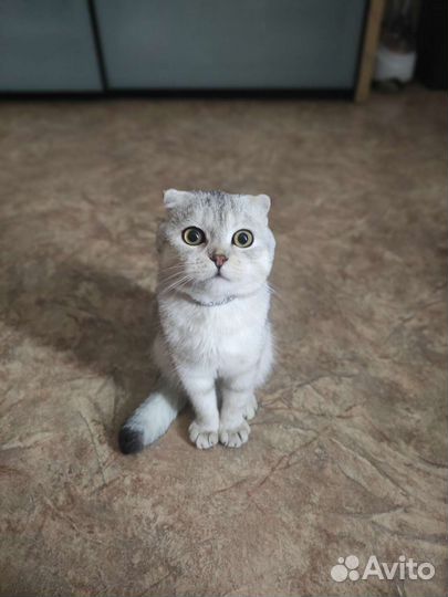 Шотландский кот вязка