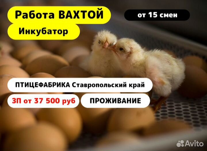 Вахта 15/15 /Разнорабочий/ Инкубатор/ Птицефабрика