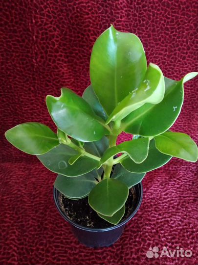 Клузия росеа Принцесс