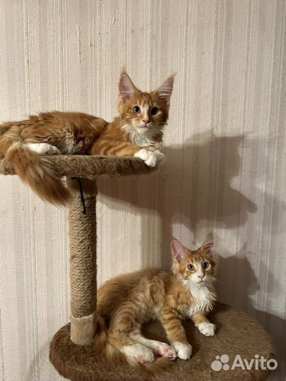 Котята мейн-кун