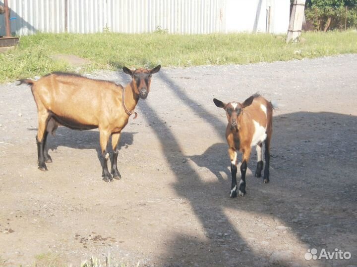 Коза дойная чешская