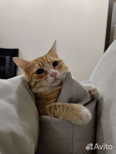 Рыжий кот в добрые руки