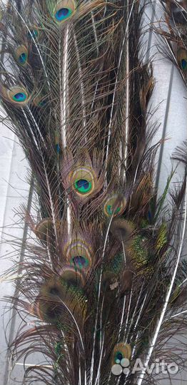 Павлиньи перья