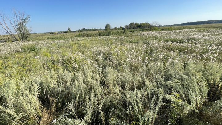 Участок 15 сот. (ИЖС)