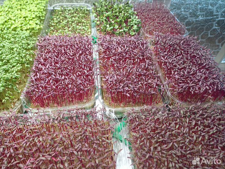 Амарант красный (микрозелень)