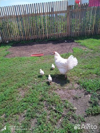 Куры несушки продам