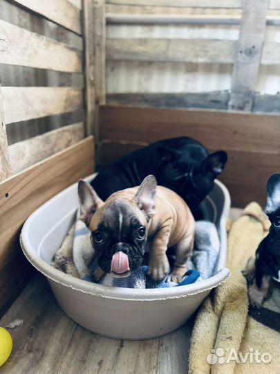 Французский бульдог щенки девочка