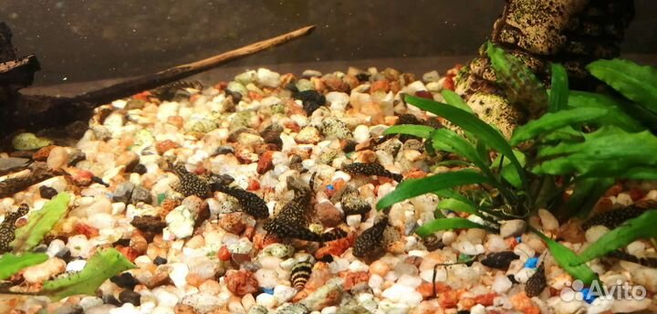 Сомики анциструсы