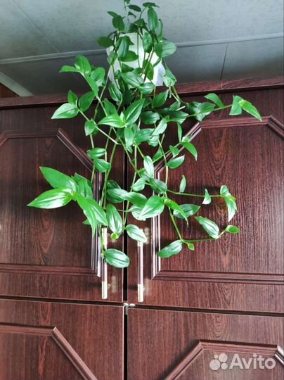 Комнатные лианы