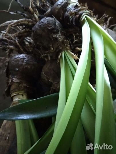 Гиппеаструм