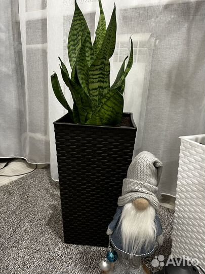 Сансевиерия Зелайника