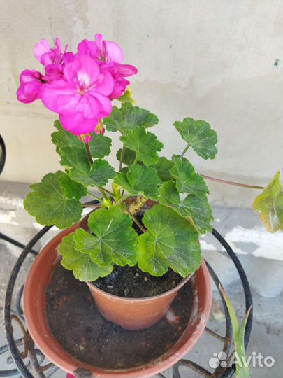 Герань, хлорофитум