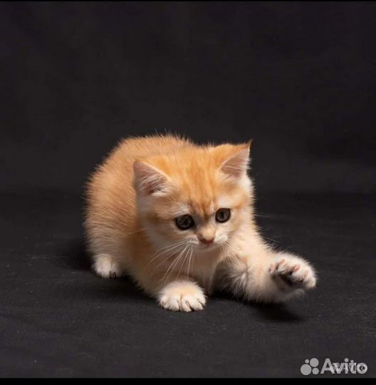 Котята Золотая шиншилла ny 12