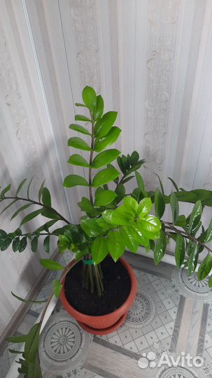 Замиокулькас