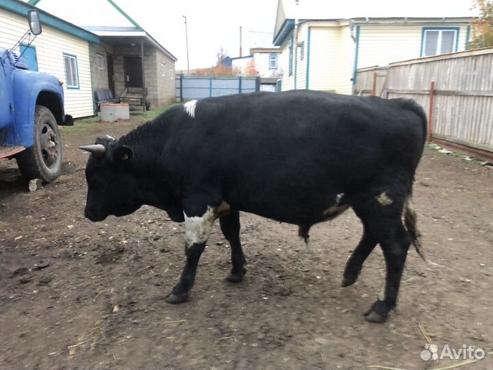 Бык
