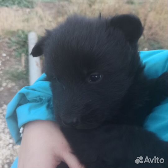 Немецкая овчарка