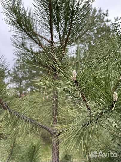 Крымская сосна