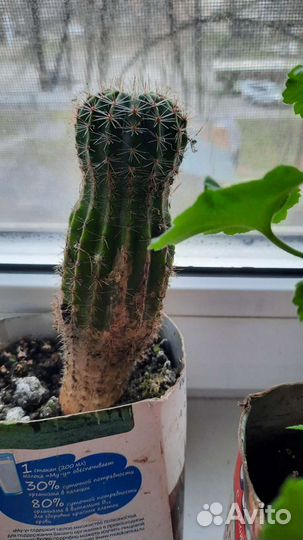 Алоэ (Столетник), хлорофитум, кактус, дека